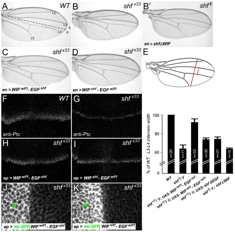Vertebrate WIF domain regulates long-range Hh signaling.