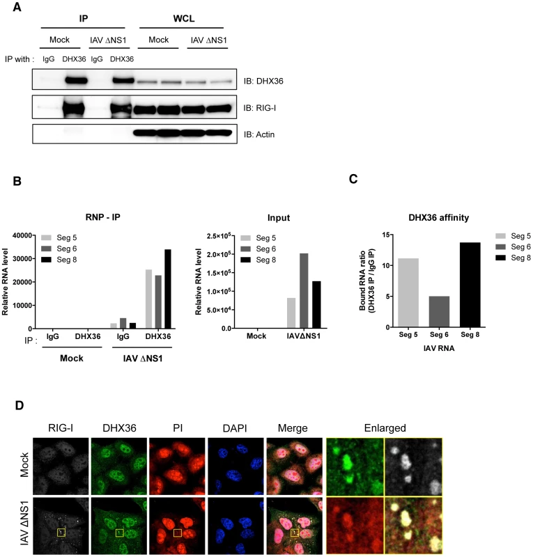 DHX36 recognizes viral RNAs.