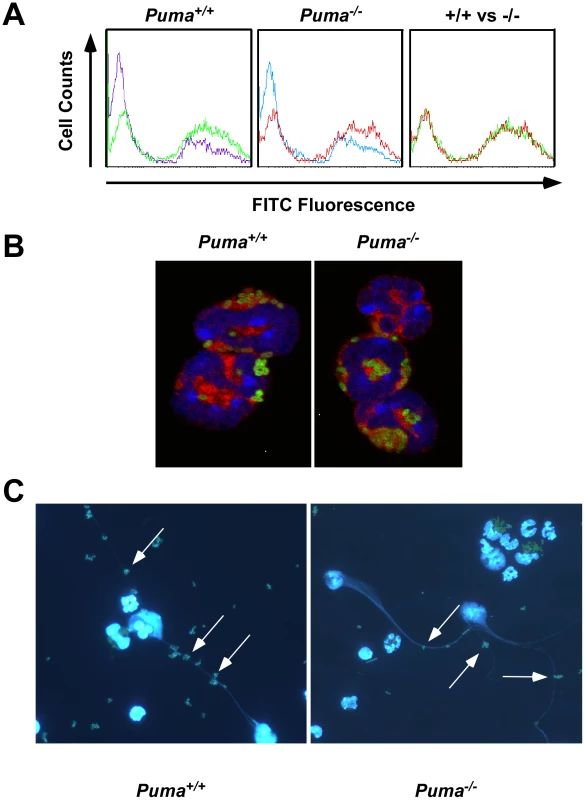 Functional analysis of neutrophil phagocytosis and NETs production.