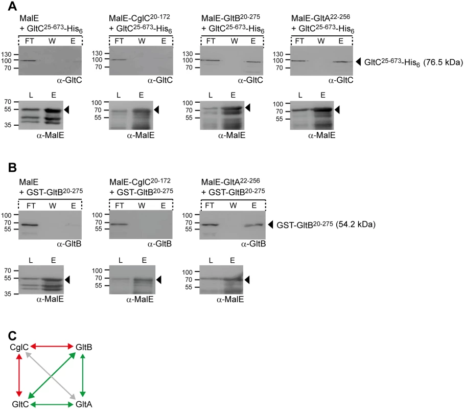 GltB, GltA and GltC interact directly.