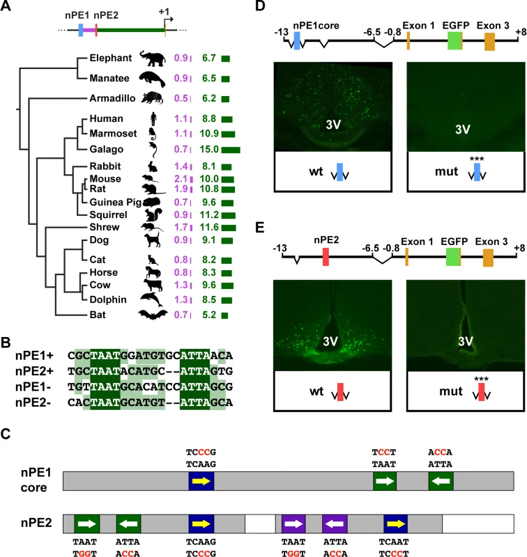 The <i>Pomc</i> neuronal enhancers nPE1 and nPE2 Share a common <i>cis</i>-regulatory code.
