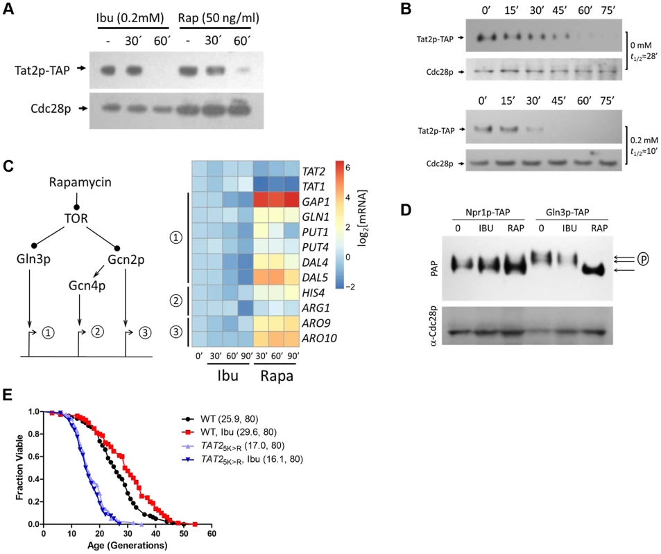 Ibuprofen destabilizes Tat2p without triggering other TOR pathway outputs.