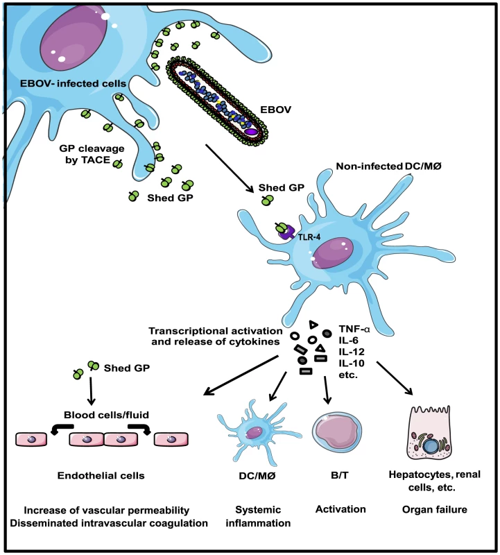 Role of shed GP during EBOV infection.