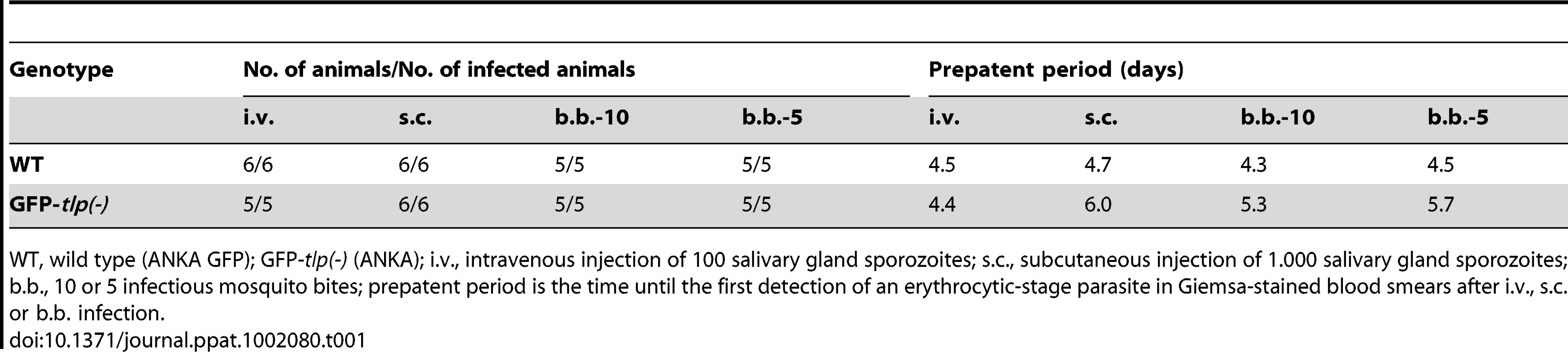 Transmission of <i>GFP-tlp(-)</i> sporozoites.