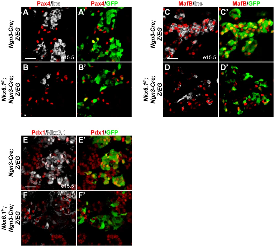 <i>Nkx6.1</i> controls Pdx1 and MafB expression.
