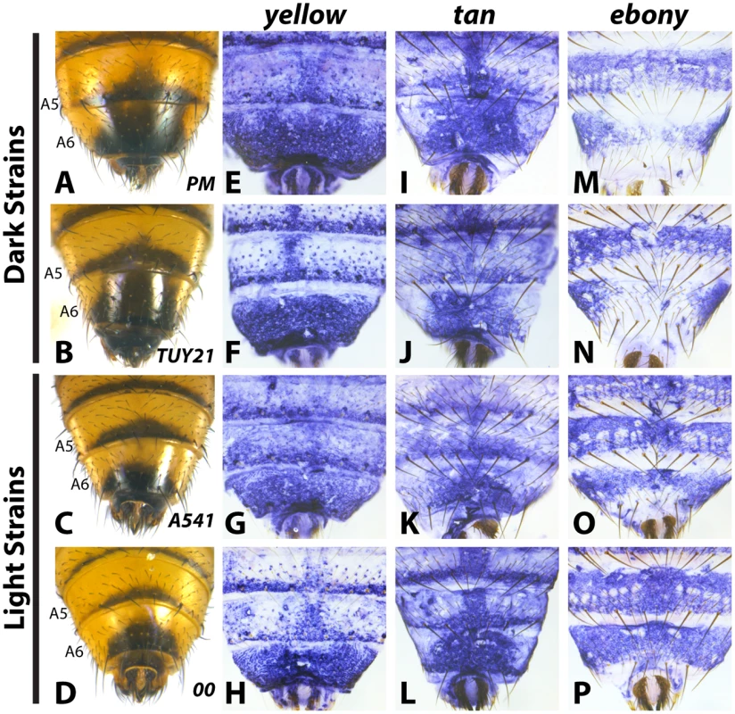 Variable abdominal pigmentation phenotypes within <i>D</i>. <i>auraria</i> uniquely correlate with <i>ebony</i> expression.
