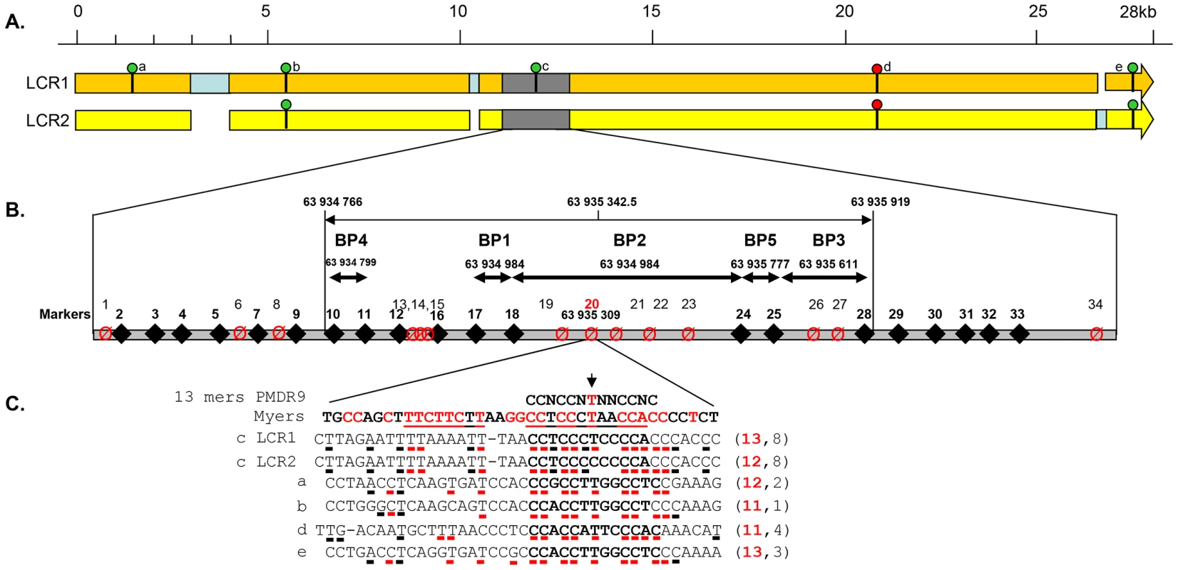 Details of the <i>DPY19L2</i> LCR1 and 2 and of the NAHR hotspot.