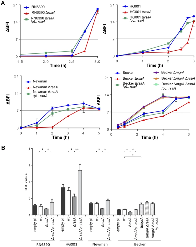 Effect of RsaA on biofilm formation.