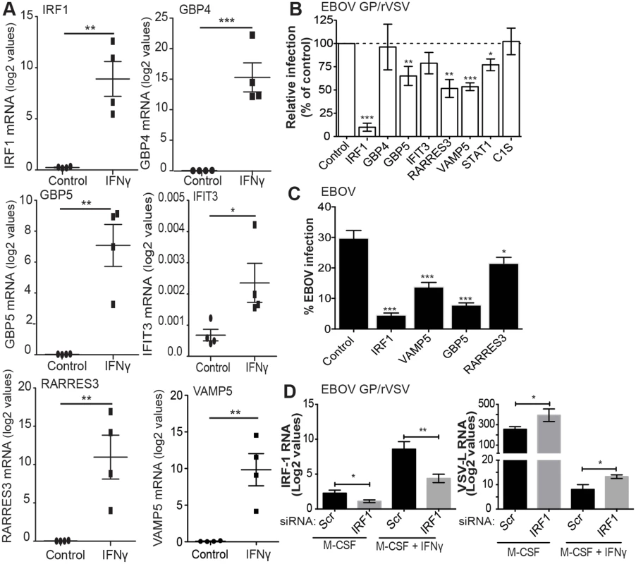 Identification of IFNγ-stimulated genes that inhibit EBOV infection.