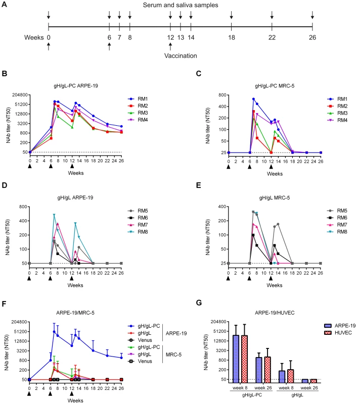 HCMV-specific serum NAb titers in vaccinated RM.
