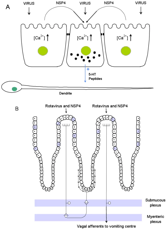 Proposed disease mechanisms for rotavirus infection.