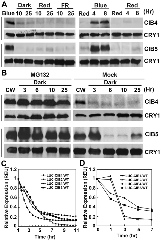 Immunoblots and luciferase assays showing light regulation of CIBs protein expression.