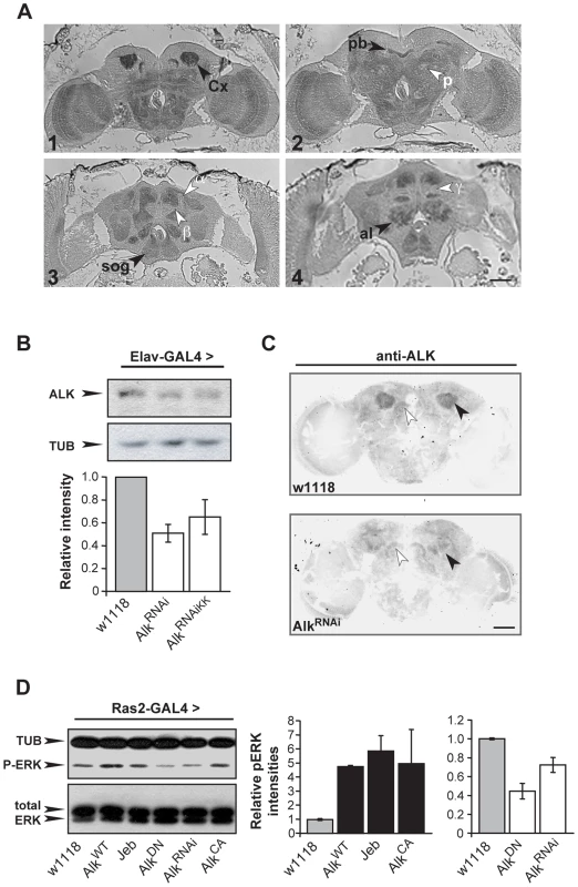 dAlk protein is an active RTK expressed in the adult CNS.