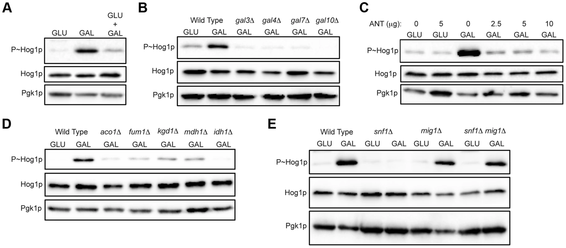 Role of increased metabolic respiration and Snf1p in activation of the HOG pathway.