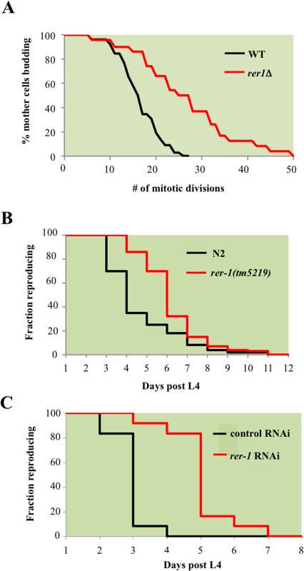 <i>RER1</i> inactivation extends mitotic lifespan in yeast and reproductive lifespan in <i>C</i>. <i>elegans</i>.