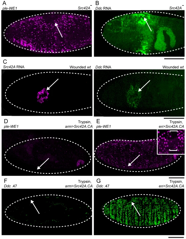 <i>Src42A</i> functions to inhibit widespread epidermal wound reporter activity after wounding.