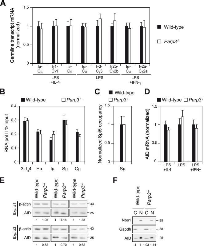 Switch region transcription, AID expression and AID sub-cellular localization are not affected by Parp3-deficiency.