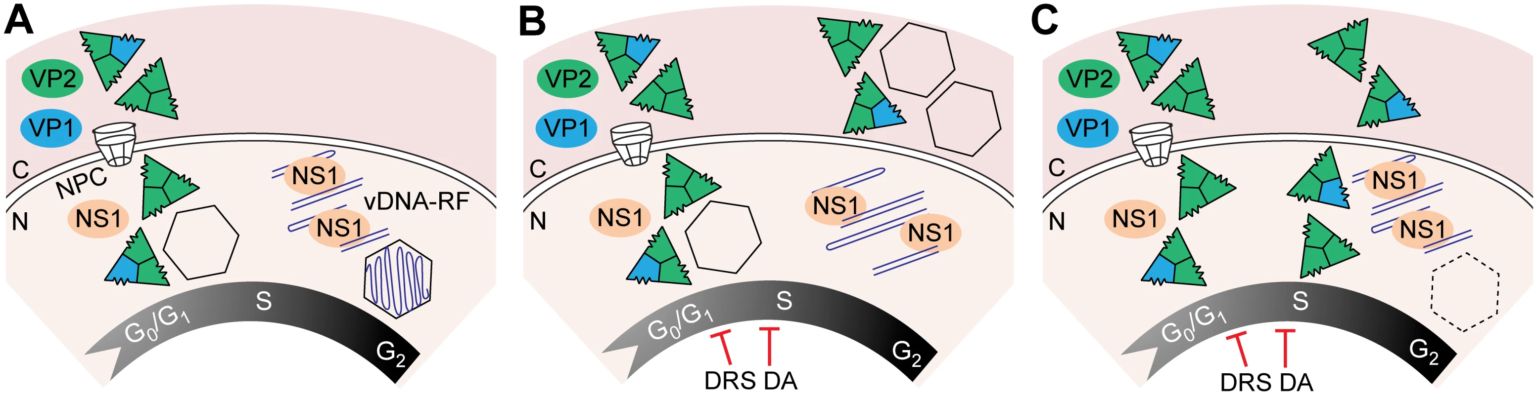 Temporal course of functional and disrupted cell cycle control on parvovirus assembly.