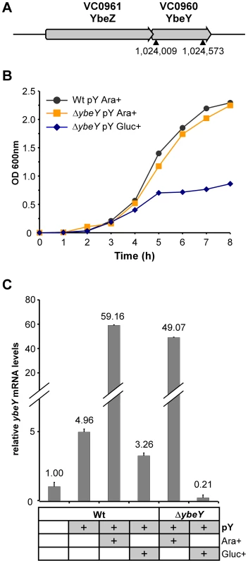 Generation of a Δ<i>ybeY</i> strain in <i>V. cholerae</i>.