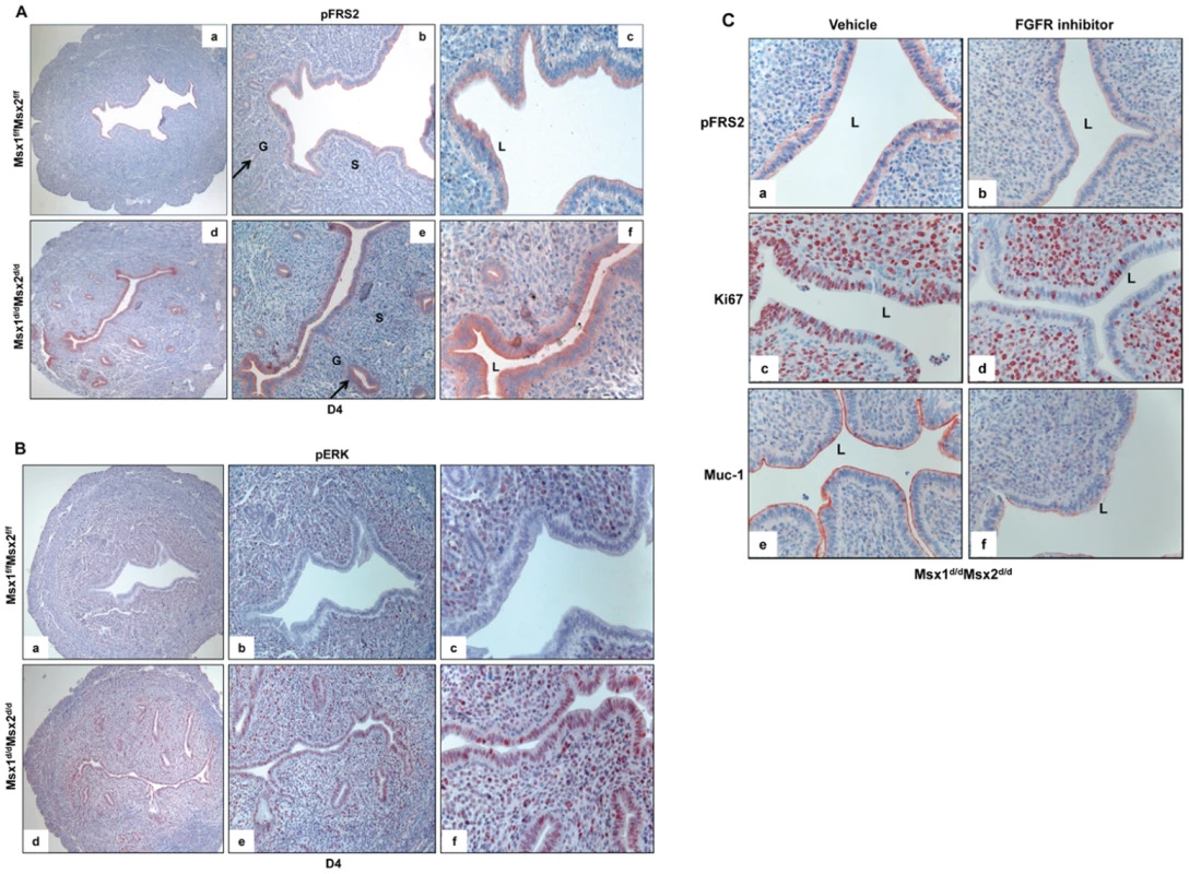 Enhanced FGFR signaling in the epithelium of <i>Msx1<sup>d/d</sup>Msx2<sup>d/d</sup></i> uteri.