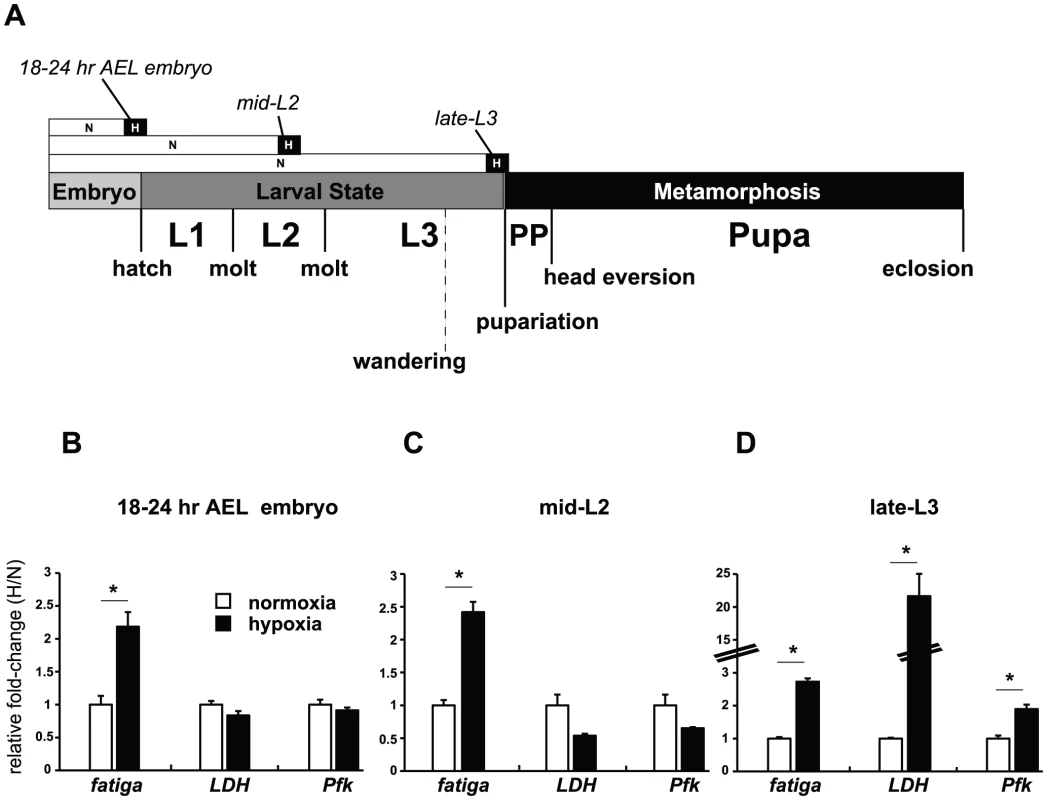Temporal-dependent hypoxic responses.