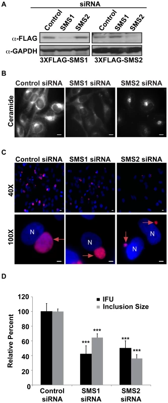 SMS1 and SMS2 contribute to <i>C. trachomatis</i> replication.
