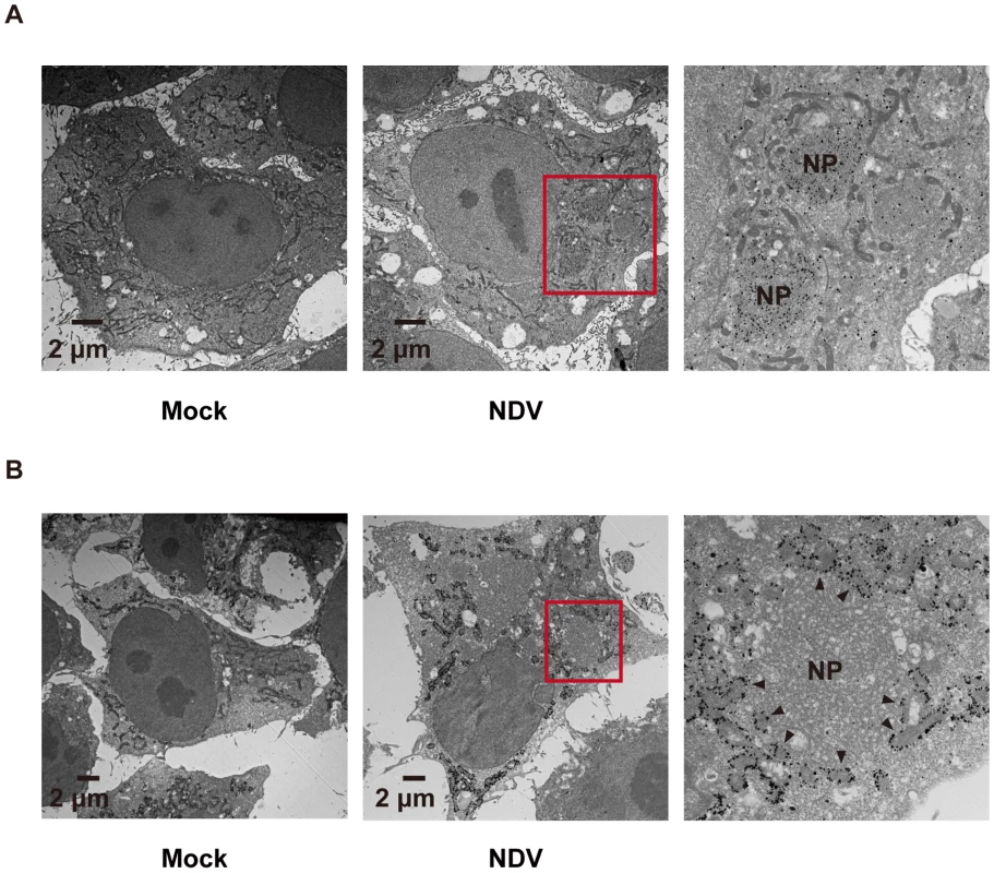 Localization of IPS-1 and mitochondria.