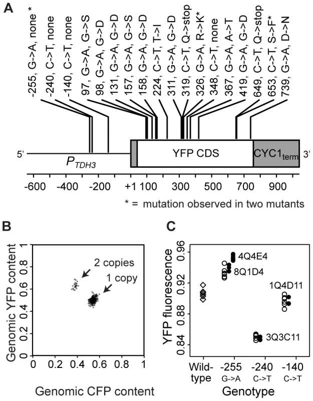 Mutations in the coding and promoter sequences of <i>P<sub>TDH3</sub>-YFP</i> as well as changes in its copy number were found among the 231 mutant genotypes.