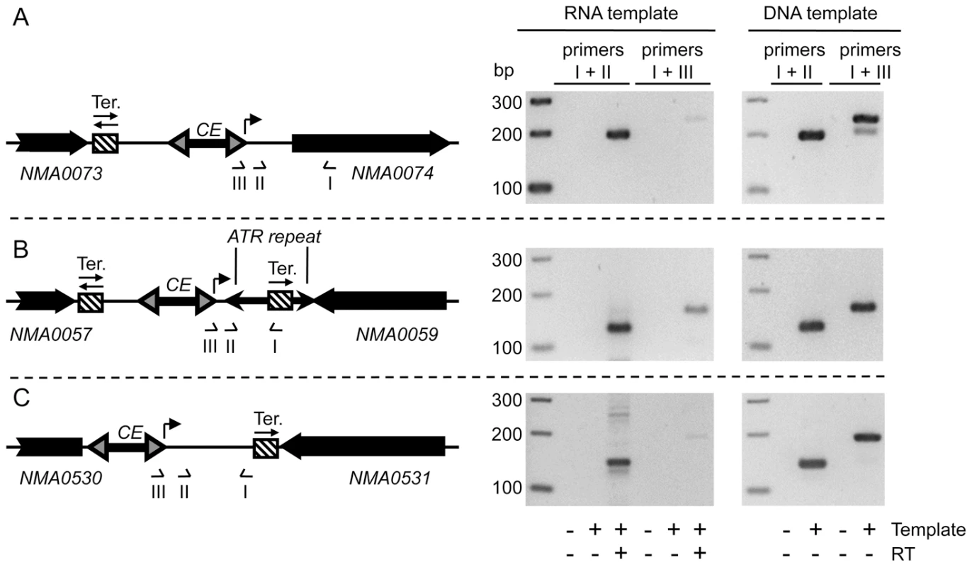 Transcriptional analysis of three loci containing CEs.