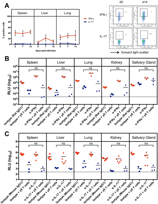 Cytokine production of γδ T cells after MCMV infection.