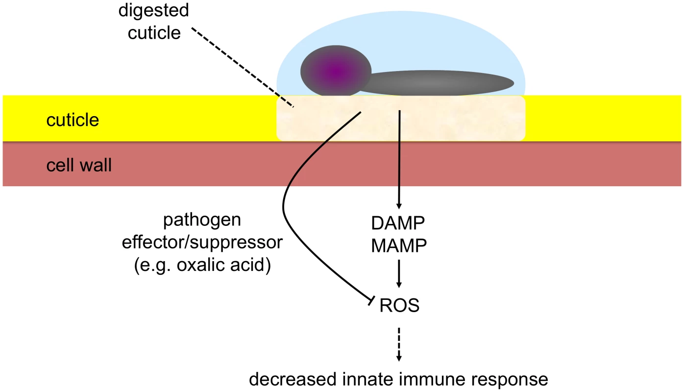 Model illustrating the role of the cuticle at the interface between <i>B. cinerea</i> and <i>A. thaliana</i>.
