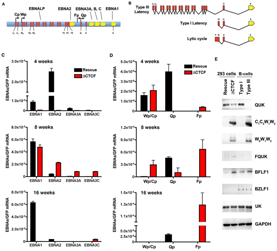 RNA expression and promoter utilization in Qp mutated bacmids.