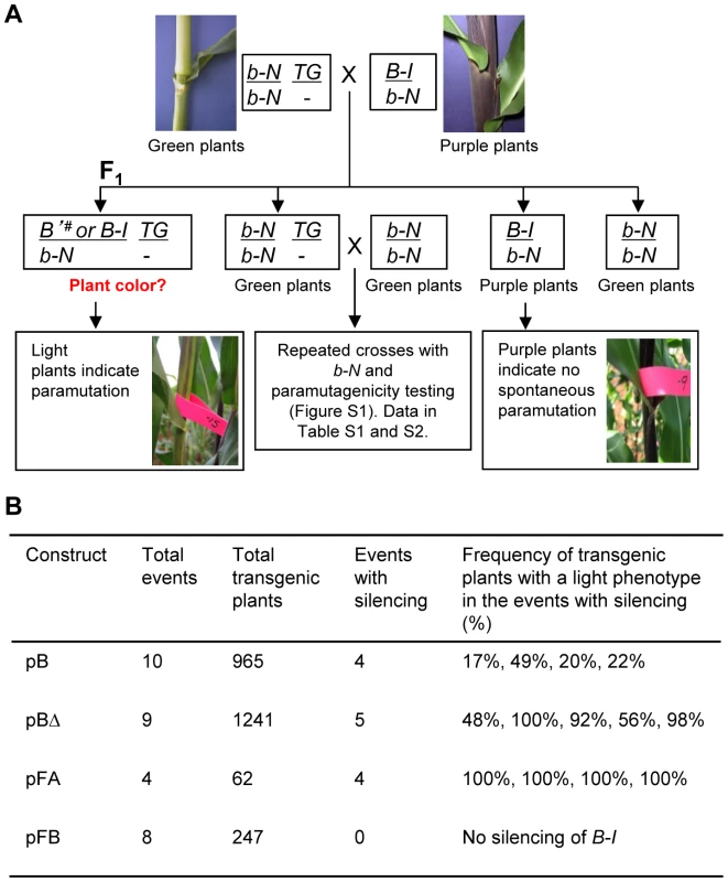 Silencing of the <i>B-I</i> allele by transgenes carrying tandem repeat sequences integrated in non-allelic locations.