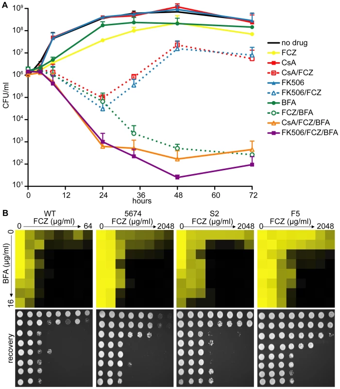 Pharmacological inhibition of ARF cycling results in a potent, fungicidal synergy in combination with FCZ in <i>C. albicans</i>.