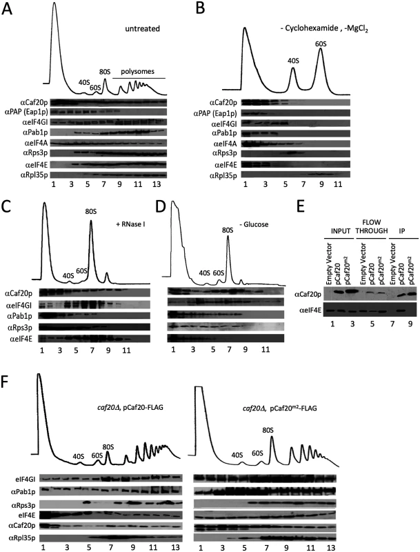 4E-BPs associate with translating ribosomes in an eIF4E-independent manner.