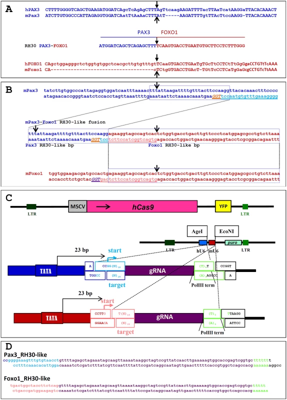 Sequences and vectors used for the generation of an RH30-like t(1;3) in Foxo1-inv<sup>+/+</sup> mouse myoblasts.