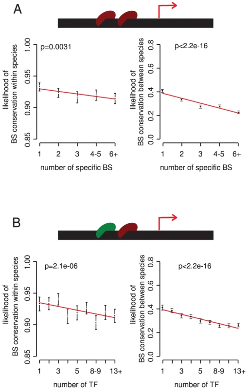 The potential for redundancy at the level of multiple binding sites for the same TF and among different TFs reduces the selective constraint on individual binding sites.