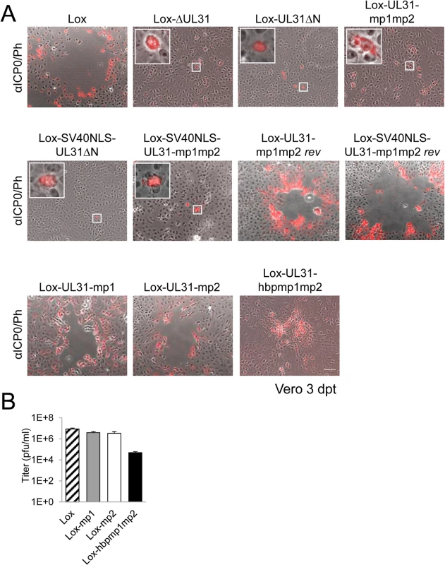 The N-terminal domain of pUL31 harboring basic patches is essential for HSV-1 propagation.