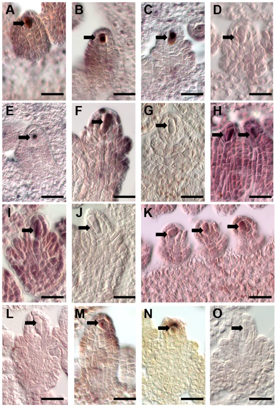 Independent data validation for selected genes by <i>in situ</i> hybridization on <i>B. gunnisoniana</i> ovules.