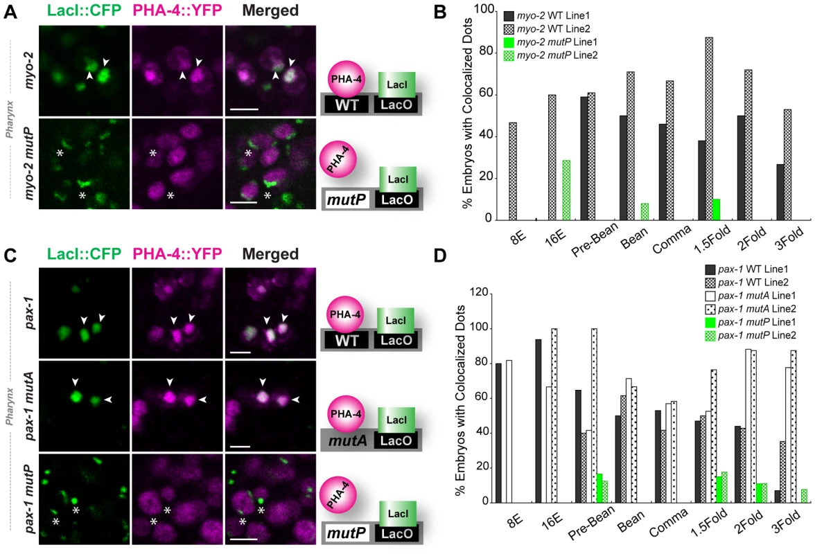 PHA-4 associates with pharyngeal target promoters by the 8E (<b>∼</b>100 cell) stage.