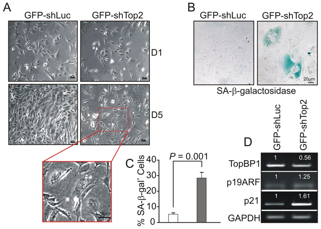 AAD mutation induces premature cellular senescence.
