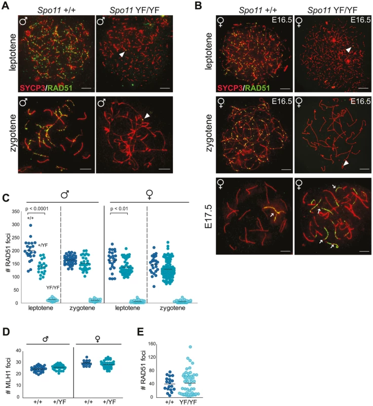 SPO11-dependent and -independent RAD51 foci in mouse meiocytes.