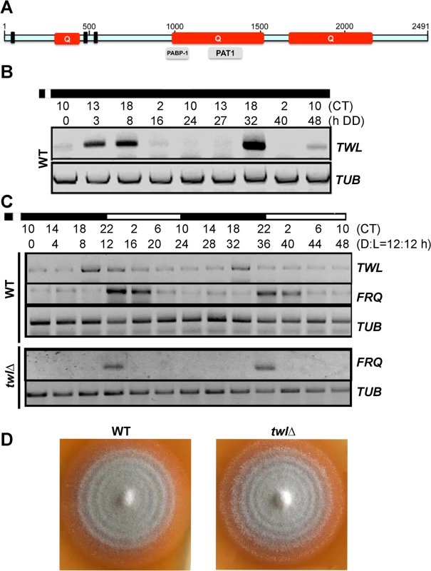 Twl is a novel circadian protein in <i>M</i>. <i>oryzae</i>.
