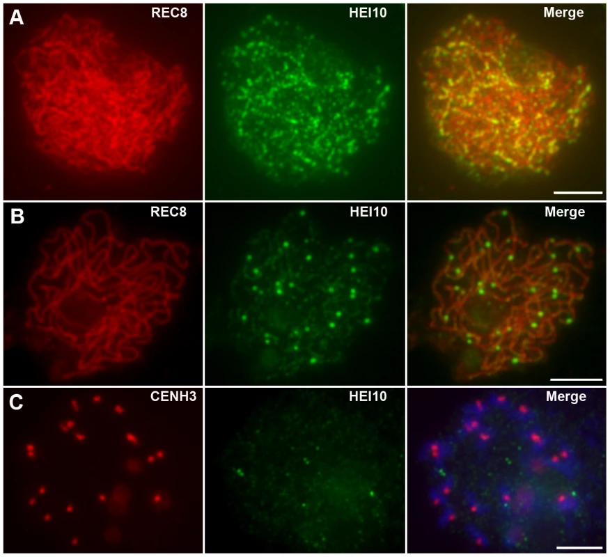 The localization of HEI10 in the <i>mer3</i> mutant.