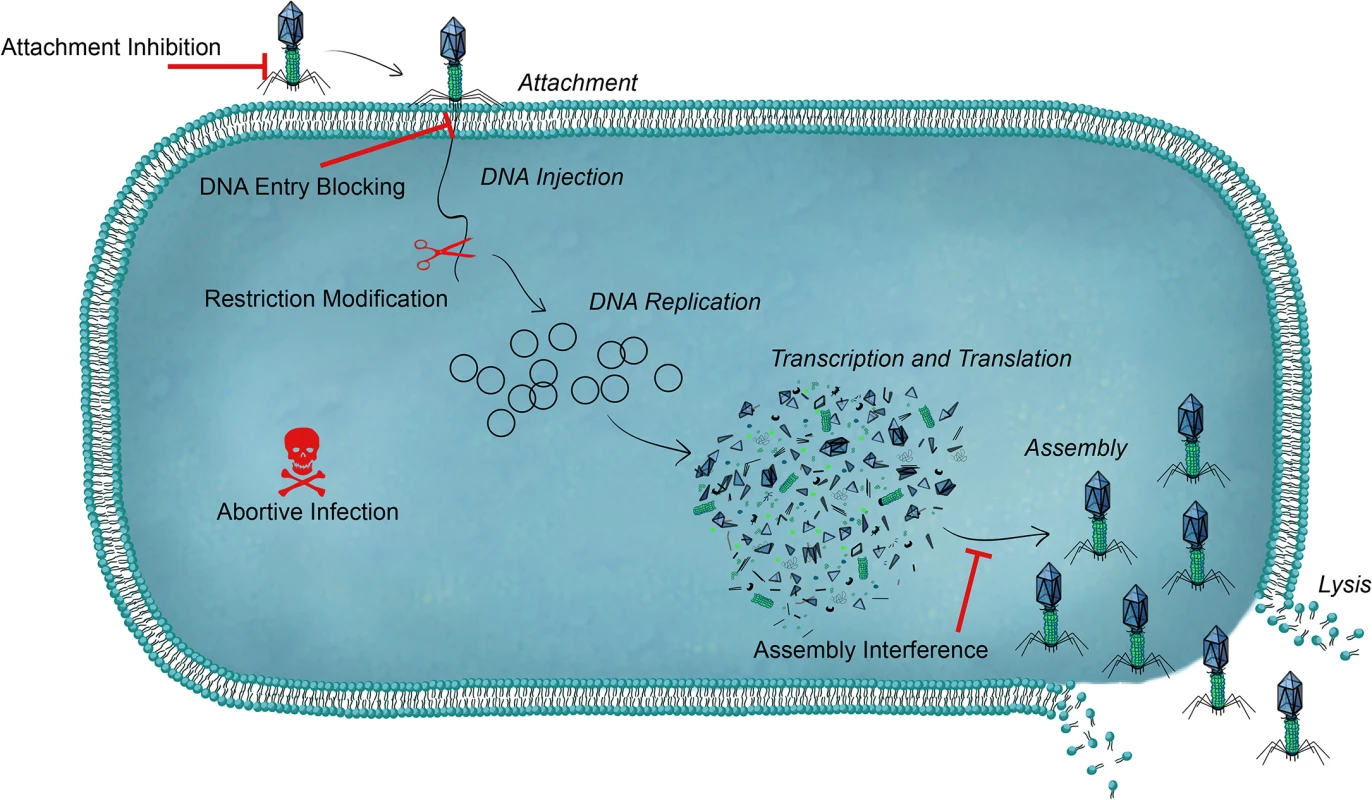 An overview of bacterial defense systems against phage.