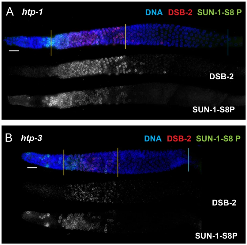DSB-2 and SUN-1 S8P persistence requires axis proteins HTP-1 and HTP-3.