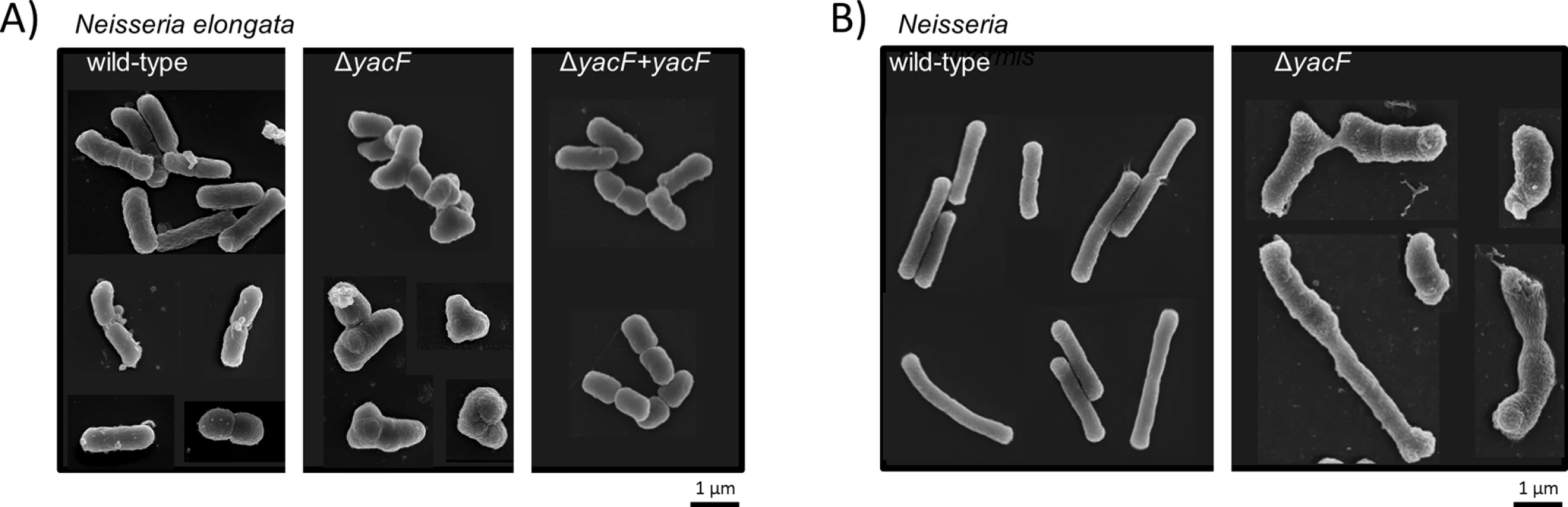 Effect of <i>yacF</i> deletion in <i>N</i>. <i>elongata</i> and <i>N</i>. <i>baciliformis</i>.