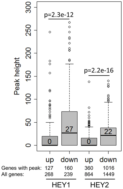 HEY-regulated genes have strong HEY binding sites.
