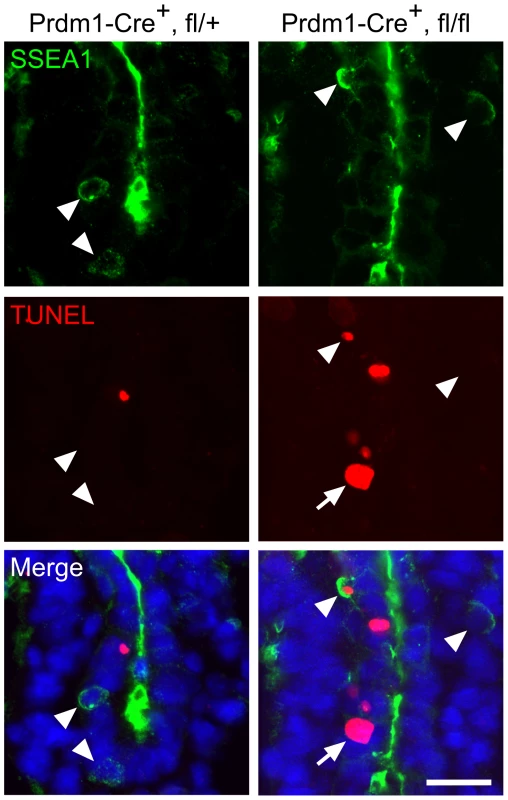 Intrinsic failure of Mad2l2 deficient PGCs.