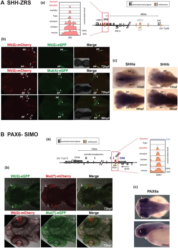 Dual-fluorescence transgenic analysis of established CREs with disease-associated point mutations.